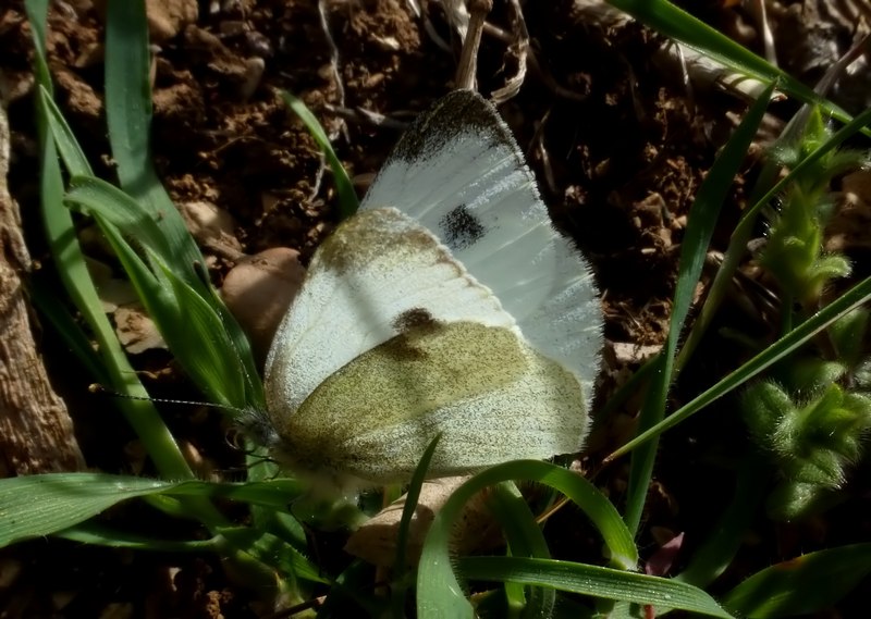 due pieridi.... - Pieris ergane e Pieris mannii